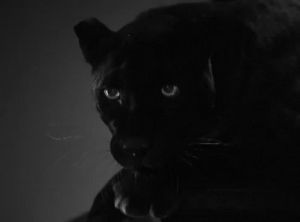 panther,black cat,cat,black and white,relatable,feels,big cat