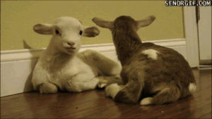 babies,goats