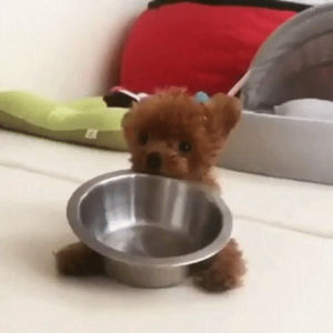 cute,dog,puppy,little,aww,eyebleach,bowl