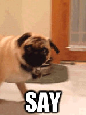 say that to my face,love,dog,animal,pug