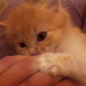 Гифка котики котенок гиф картинка, скачать анимированный gif на GIFER