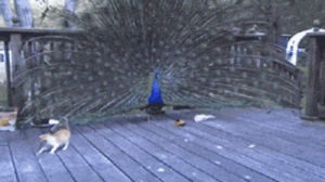 peacock,cat,vs