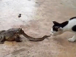 frog,cat,snake