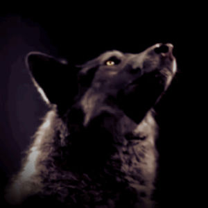 wolf,lobo,loup,full moon,howling,hurler,pleine lune