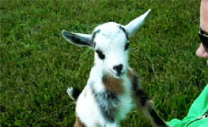 sneezing,animals,baby,goat