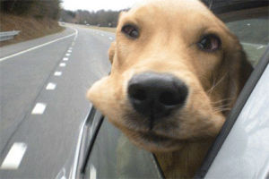 happiness,dog,car,animal,puppy,lmao,ride,cheek