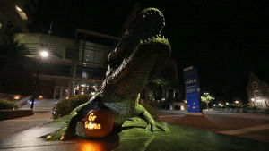halloween,pumpkin,uf,go gators,bull gator