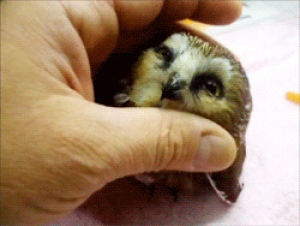 owl,hoot