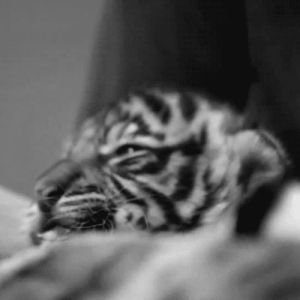 tiger,big cat,tiger cub,black and white,animal,cub,my photo
