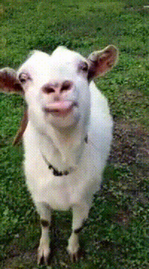 goat,tongue,stuck out tongue
