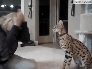serval cat,cat,animals,attacks
