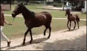 horses,prancing