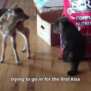 cute,animals,animal,first kiss,love,kiss,bear trying to kiss deer,baby bear trying to kiss deer