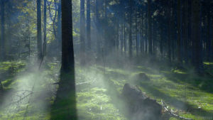 forest,nature,fog,mist,perfect loop,trees,cinemagraph,dawn,cinemagraphs,smoke,moss,videography,living stills