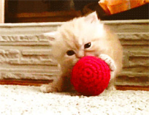 ball,kitty,cat