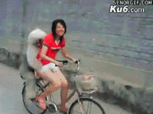 dog,bicycle,sheepdog,grabbing,animals,cute,riding