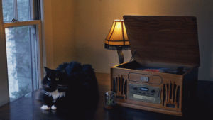 kitty,art,cat,animals,loop,vintage,retro,cinemagraph,aww,listening,vinyl,tail,record player,listening party