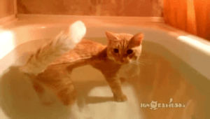 cat,swimming,staring,sacred,bath
