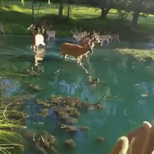water,surreal,deers