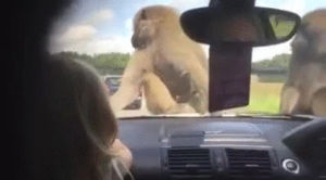 safari,hey,great,monkeys,there,whoah