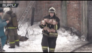 firefighter,pigs,saves