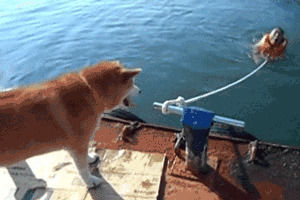 animals being jerks,human,goodbye,fishes
