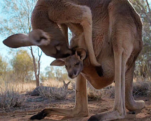 kangaroo,photobucket,sharp