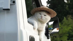 driver,mirror,cat,head,hat,back,side,sooooper