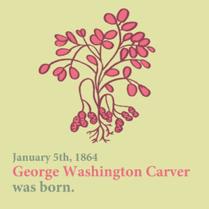 george washington carver,farming,pecan,artists on tumblr,nature,history,peanuts,alternative,polly guo,cotton,american history,this week in history,us history,thisweekinhistory,crops,alternative lifestyle