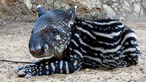 tapir,wildlife,i never thought,animals,nature