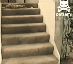 falling,cat,animals,fail,stairs,rolls,animal fail