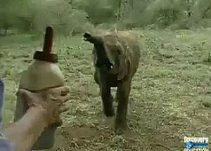 baby elephant,elephant