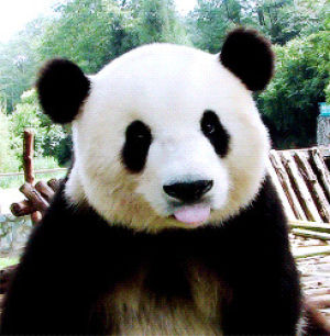 licking,panda bear,baby panda,giant panda,animals,animal,bear,panda,blinking,plus