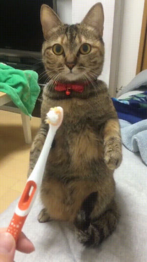 toothbrush,cat