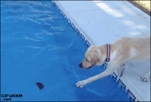 puppy fail,fail,dog fail,pool