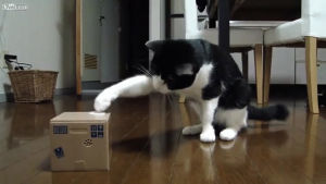 cat,box,tora