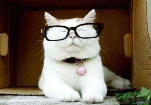 hipster cat,cat,hipster,cat with glasses,asian cat