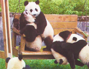 cuddle,falling,animals,panda,cute,swing