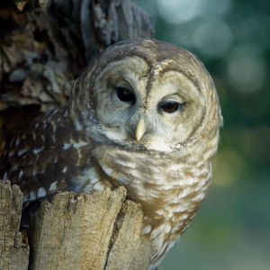 owl,nature