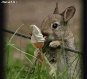 adorable,bunny,ice cream