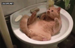 lazy cat,cat,cat in sink,funny cat