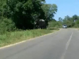 elephant,car,charges