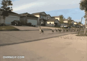 geese,funny,animals,walking,road,army,town,ducks,invasion,down the street