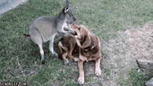 kangaroo,dog,tree,sitting,sundog