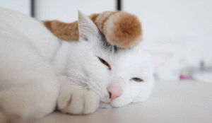 gatos,falling asleep,animals,cat,cute,cats,sleepy,cute cat,tail