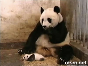 panda,cub,forgets