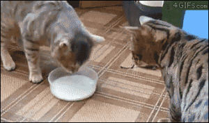 pull,cats,milk,bowl