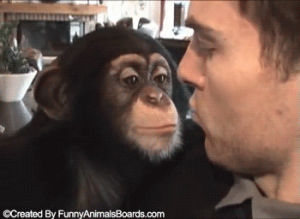 monkey,animals,kiss,from,boards