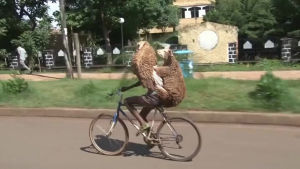 sheep,cyclist