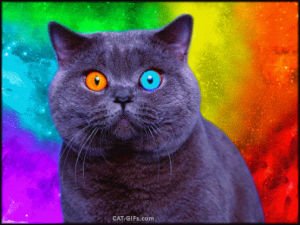 eyes,cat,psychedelic